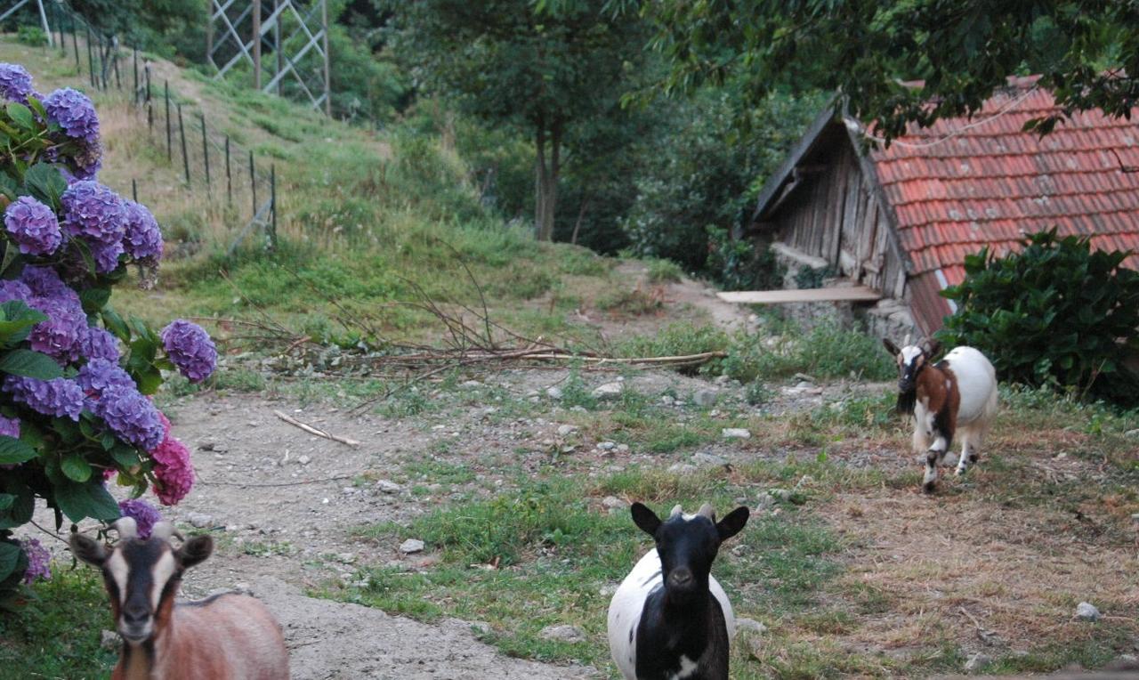 B&B Al Turchino E Area Picnic Mele Bagian luar foto